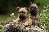 CAIRN TERRIER 392